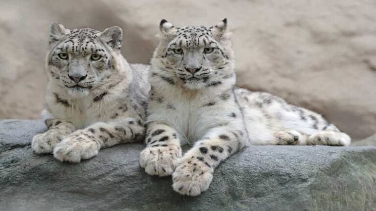 Hemis National Park